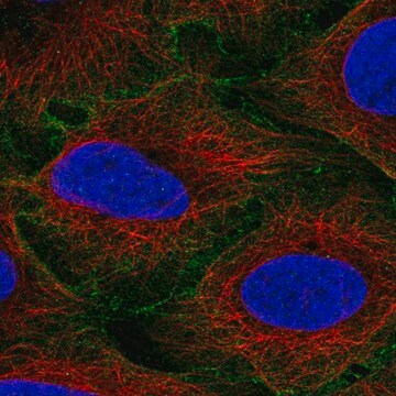 Anti-Edil3 Antibody Produced In Rabbit Prestige Antibodies&#174; Powered by Atlas Antibodies, affinity isolated antibody, buffered aqueous glycerol solution