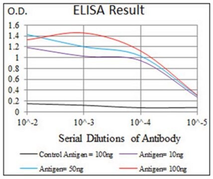 Anti-BMPR-1A, clone 4B7B2 Antibody ascites fluid, clone 4B7B2, from mouse