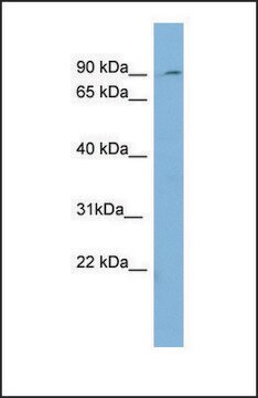 Anti-PREP antibody produced in rabbit affinity isolated antibody