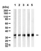 Anti-Cdk5 Antibody, clone 1H13 ZooMAb&#174; Rabbit Monoclonal recombinant, expressed in HEK 293 cells