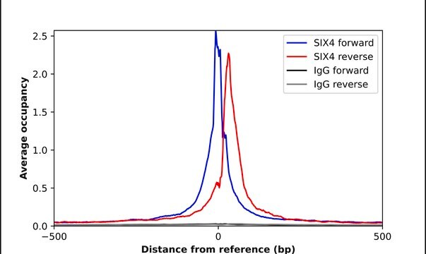 Anti-SIX4 antibody produced in rabbit affinity isolated antibody, buffered aqueous glycerol solution