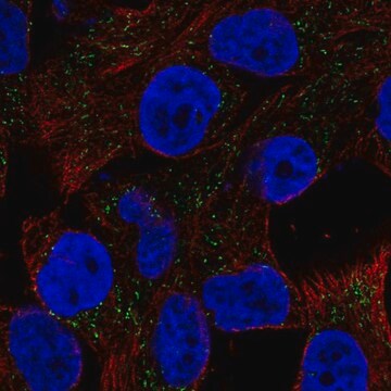 Anti-CSAG1 antibody produced in rabbit Prestige Antibodies&#174; Powered by Atlas Antibodies, affinity isolated antibody