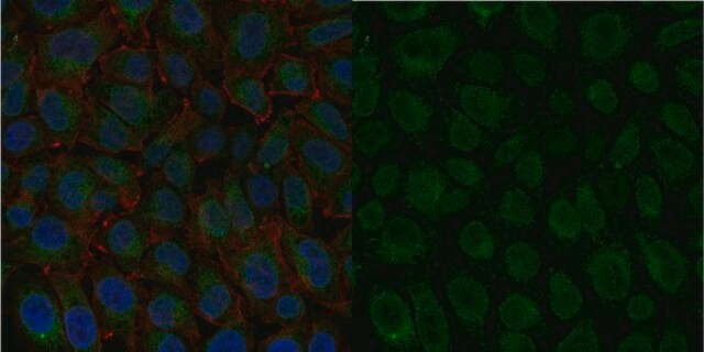 Anti-Integrin &#946;1 Antibody, activated, clone HUTS-4, Alexa Fluor&#8482; 488 Conjugate clone HUTS-4, from mouse, ALEXA FLUOR&#8482; 488