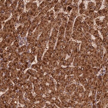 Anti-CORO1C antibody produced in rabbit Prestige Antibodies&#174; Powered by Atlas Antibodies, affinity isolated antibody, buffered aqueous glycerol solution