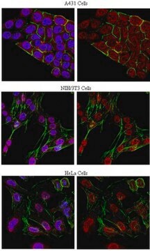 Anti-phospho-Threonine Antibody, clone 20H6.1 clone 20H6.1, from mouse