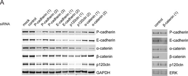 Anti-P-Cadherin Antibody, clone 6A9 ascites fluid, clone 6A9, Upstate&#174;