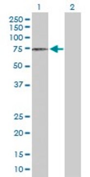 Anti-DCLRE1C antibody produced in rabbit purified immunoglobulin, buffered aqueous solution