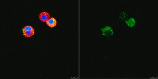 Anti-Vesicular Glutamate Transporter 3 (VGLUT3) from rabbit, purified by affinity chromatography