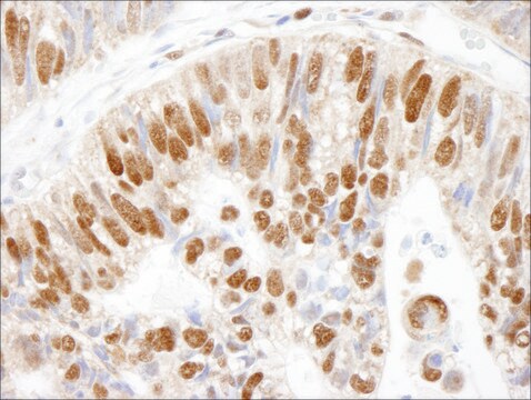 Rabbit anti-MCM3 Antibody, Affinity Purified Powered by Bethyl Laboratories, Inc.