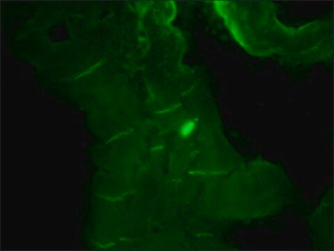 Anti-N-Cadherin antibody, Mouse monoclonal clone GC-4, purified from hybridoma cell culture