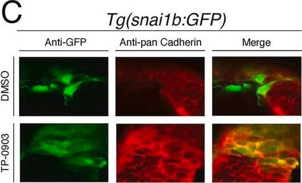 Anti-Pan Cadherin antibody produced in rabbit whole antiserum