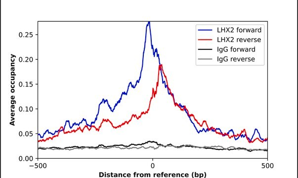 Anti-LHX2 antibody produced in rabbit Prestige Antibodies&#174; Powered by Atlas Antibodies, affinity isolated antibody