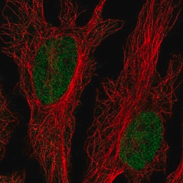 Anti-CLK2 antibody produced in rabbit Prestige Antibodies&#174; Powered by Atlas Antibodies, affinity isolated antibody