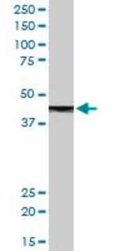 Anti-CPB1 antibody produced in rabbit purified immunoglobulin, buffered aqueous solution
