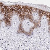 Anti-CLDN1 antibody produced in rabbit Prestige Antibodies&#174; Powered by Atlas Antibodies, affinity isolated antibody, buffered aqueous glycerol solution