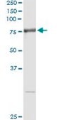 Monoclonal Anti-RNPEP antibody produced in mouse clone 4E1, purified immunoglobulin, buffered aqueous solution