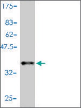 Monoclonal Anti-CCL11 antibody produced in mouse clone 1C8-2C1, purified immunoglobulin, buffered aqueous solution