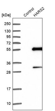 Anti-HARS2 antibody produced in rabbit Prestige Antibodies&#174; Powered by Atlas Antibodies, affinity isolated antibody, buffered aqueous glycerol solution