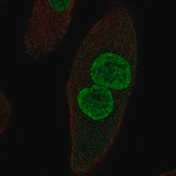 Anti-ZPLD1 antibody produced in rabbit Prestige Antibodies&#174; Powered by Atlas Antibodies, affinity isolated antibody
