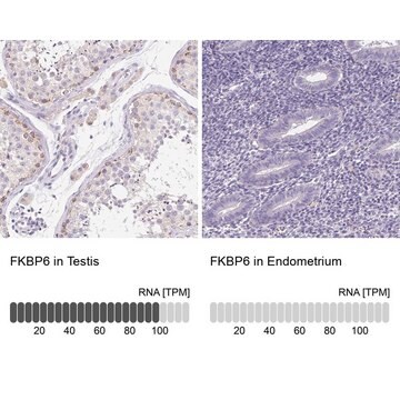 Anti-FKBP6 antibody produced in rabbit Prestige Antibodies&#174; Powered by Atlas Antibodies, affinity isolated antibody, buffered aqueous glycerol solution