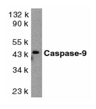 Anti-Caspase 9 Antibody, proform &amp; lg. subunit Chemicon&#174;, from rabbit