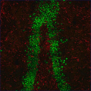 Anti-Mouse IgG (H+L), F(ab&#8242;)2 fragment, CF&#8482;555 antibody produced in goat ~2&#160;mg/mL, affinity isolated antibody, buffered aqueous solution