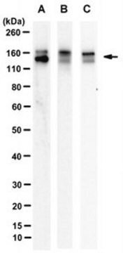 Anti-STAG1/SA1 Antibody, clone SUSI63B