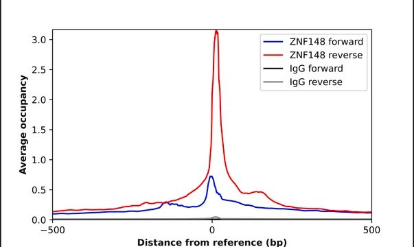 ANTI-ZNF148 antibody produced in rabbit Prestige Antibodies&#174; Powered by Atlas Antibodies, affinity isolated antibody, buffered aqueous glycerol solution