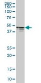 Anti-PTPN1 antibody produced in mouse purified immunoglobulin, buffered aqueous solution