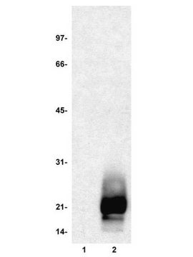 MBP, Dephosphorylated