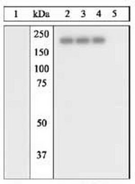 PhosphoDetect Anti-EGFR (pTyr&#8312;&#8308;&#8309;) Rabbit pAb liquid, Calbiochem&#174;