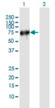 Anti-VISA antibody produced in mouse IgG fraction of antiserum, buffered aqueous solution