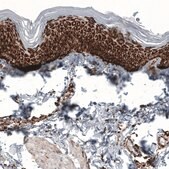 Anti-TSPO antibody produced in mouse Prestige Antibodies&#174; Powered by Atlas Antibodies, clone CL13359, purified by using Protein A, buffered aqueous glycerol solution