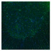Anti-HTR3B antibody produced in rabbit affinity isolated antibody