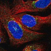 Anti-PRIM1 antibody produced in rabbit Prestige Antibodies&#174; Powered by Atlas Antibodies, affinity isolated antibody, buffered aqueous glycerol solution