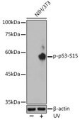 Anti-Phospho-p53-S15 antibody produced in rabbit
