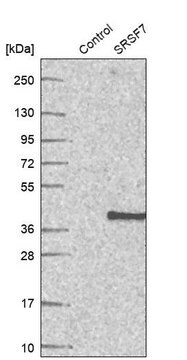 Anti-SRSF7 antibody produced in rabbit Prestige Antibodies&#174; Powered by Atlas Antibodies, affinity isolated antibody, buffered aqueous glycerol solution