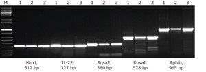KAPA Mouse Genotyping Kit