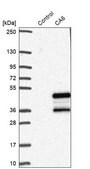 Anti-CA6 antibody produced in rabbit Prestige Antibodies&#174; Powered by Atlas Antibodies, affinity isolated antibody, buffered aqueous glycerol solution, ab1