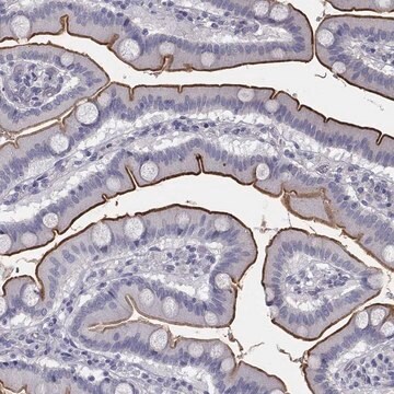 Anti-Muc13 Antibody Produced In Rabbit Prestige Antibodies&#174; Powered by Atlas Antibodies, affinity isolated antibody, buffered aqueous glycerol solution