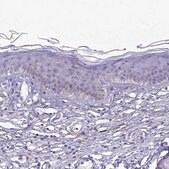 Anti-PRNP antibody produced in rabbit Prestige Antibodies&#174; Powered by Atlas Antibodies, affinity isolated antibody, buffered aqueous glycerol solution
