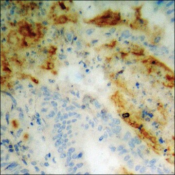 Anti-phospho-STAM2 (pTyr192) antibody produced in rabbit affinity isolated antibody