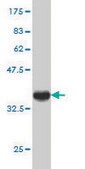 Monoclonal Anti-CLU antibody produced in mouse clone 1A11, purified immunoglobulin, buffered aqueous solution