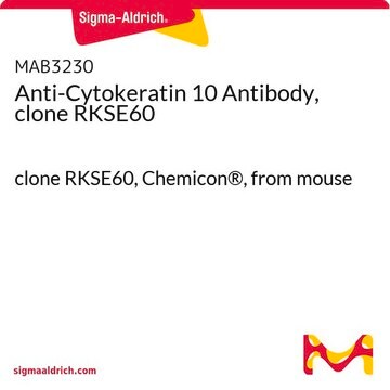 Anti-Cytokeratin 10 Antibody, clone RKSE60 clone RKSE60, Chemicon&#174;, from mouse