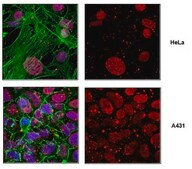 Anti-acetyl Histone H3 Antibody (Lys122) from rabbit, purified by affinity chromatography