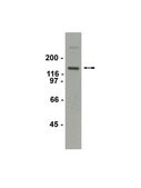 Anti-mGluR1 Antibody Upstate&#174;, from rabbit