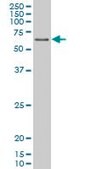 Monoclonal Anti-PPARD antibody produced in mouse clone 1G4, purified immunoglobulin, buffered aqueous solution