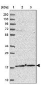 Anti-POLE3 antibody produced in rabbit Prestige Antibodies&#174; Powered by Atlas Antibodies, affinity isolated antibody, buffered aqueous glycerol solution