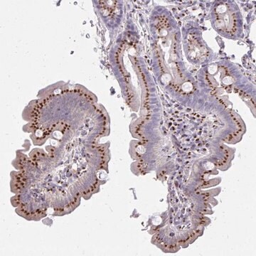 Anti-RAB6A antibody produced in rabbit Prestige Antibodies&#174; Powered by Atlas Antibodies, affinity isolated antibody, buffered aqueous glycerol solution