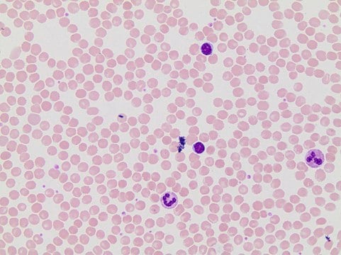 May-Grünwald Stain